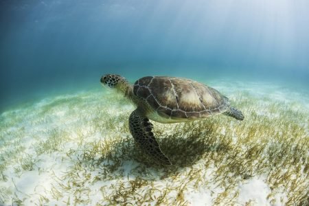 Green Turtle (Chelonia Mydas) looks for seagrass foraging grounds in the shallows of Akumal Bay,